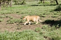 Ndutu loveflok03